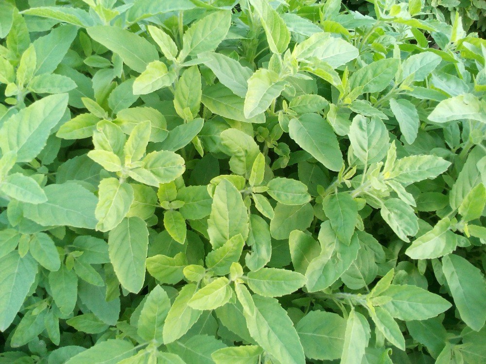 Holy Basil (Tulsi)