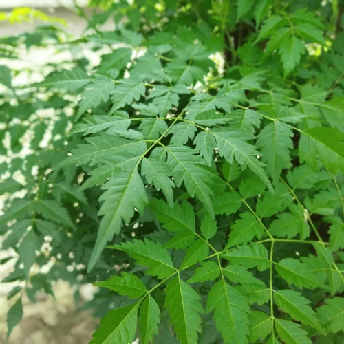 Neem Leaves